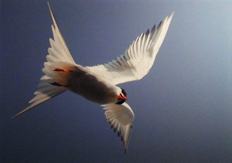 Arctic Tern by Steve Hart.jpg